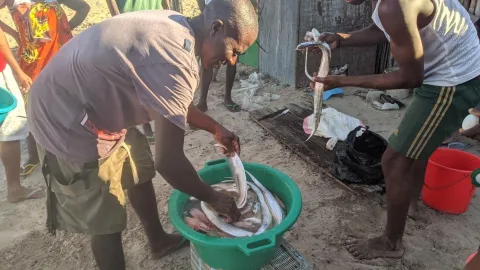 Salage du poisson : préparation du poisson avant l'étape de salage