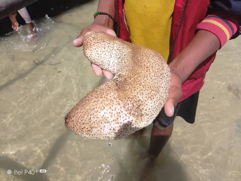 Espèce de concombre de mer recensée lors d'une campagne de pêche